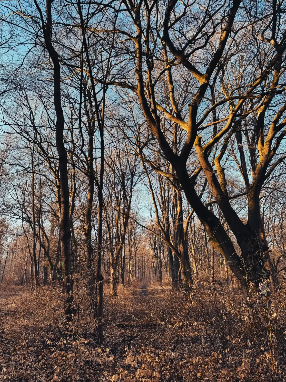 Waldweg im Morgenlicht