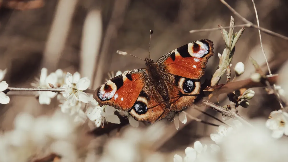 Notizen aus einem lebendigen Garten