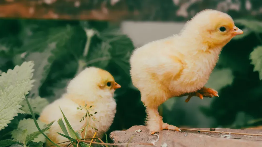 Mehr Pflanzen, weniger Gewohnheit - ein Selbstversuch mit offenem Ausgang